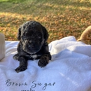 Plumcreek Acres - Pet Breeders