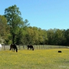 Tidewater Equine Clinic & Farm Animal Services gallery