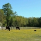 Tidewater Equine Clinic & Farm Animal Services