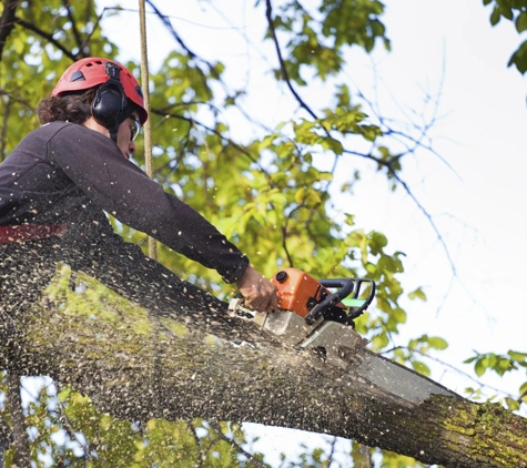 Tree Tech Services - Sacramento, CA