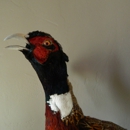 San Diego Taxidermy - Taxidermists