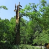 Brandon Tree Care gallery