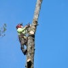 Webb Tree Services gallery