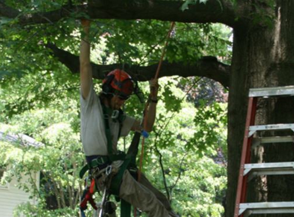 Musser's Tree Service