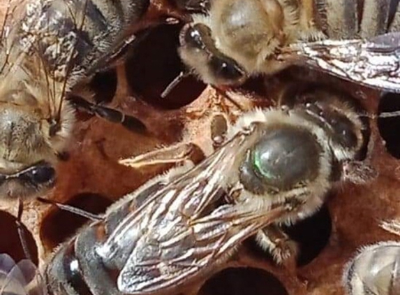 Bonna Apiary