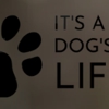It's a Dog's Life Salon gallery