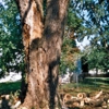 Batholomew Tree Service gallery