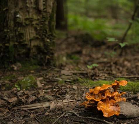 Spencer Crest Nature Center - Corning, NY