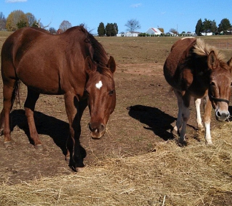 Paws Ranch Equine Rescue, Inc. - Bostic, NC