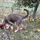 Showalter Orchard & Greenhouse - Orchards