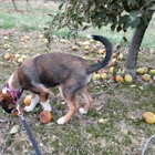 Showalter Orchard & Greenhouse