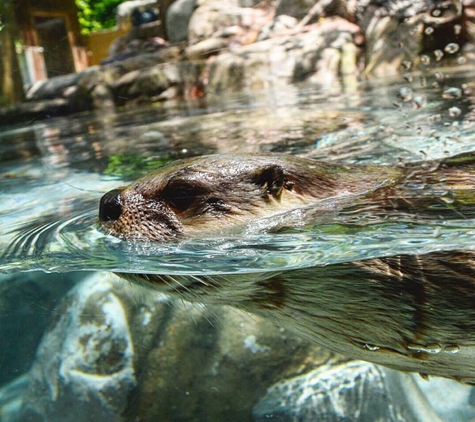 Wnc Nature Ctr - Asheville, NC