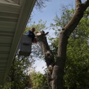 Budget Tree Service - Landscaping & Lawn Services