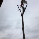 Advance Tree Care - Tree Service