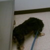 Sea Island Animal Hospital gallery
