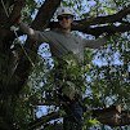 Keeper of the Trees - Tree Service