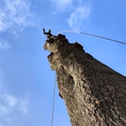 Lofty Heights Tree Care