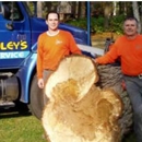 Foley's Tree Service - Tree Service