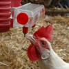 ChickenWaterer.com gallery