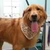 Coastal Canine Grooming & Boutique gallery