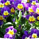 Better Gro Garden Center - Florists