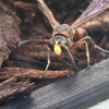 Wise House Pest Control-Port St Lucie gallery