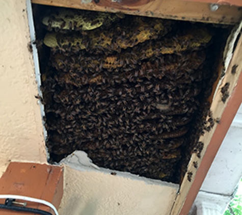 Wicked Bee Removal Service - Austin, TX. Bee Removal from Eaves/Soffits