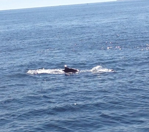 Hyannis Whale Watcher Cruises - Barnstable, MA