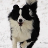 Oakview Pet Resort gallery
