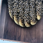 Island Bee Removals