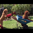 Healing Paws Animal Therapy - Rehabilitation Services