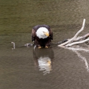 Great Wildlife Photos - Portrait Photographers