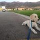 Cornerstone Dog Training