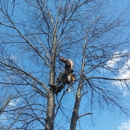 Backwoods Tree Co. - Tree Service