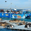 San Diego Seal Tours gallery