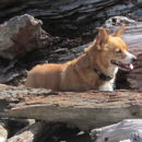 Brookings-Harbor Veterinary