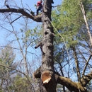 Triplowskis tree service - Tree Service