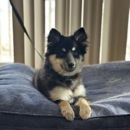 Cornerstone Dog Training - Pet Training