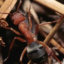 Port Exterminating - Pest Control Services