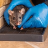 On the Spot Pest Control gallery