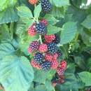 Amber Oaks Raspberries - Fruit & Vegetable Growers & Shippers