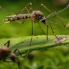Effective Pest Elimination gallery