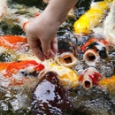 Chalily - Ponds & Pond Supplies