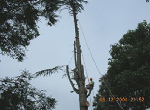 Curtis Tree Lopping Specialists
