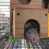 Western Pest Services gallery