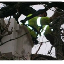 LP Tree Service inc - Arborists