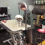 Dirty Dog Grooming