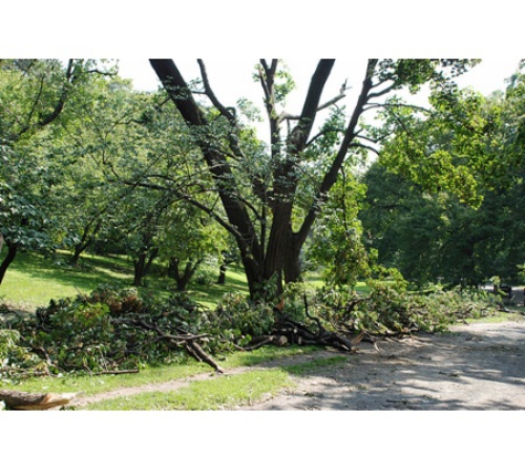 Steve Daley Tree Services - Swanhaven, NSW