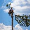 Upper Cut Tree Service gallery