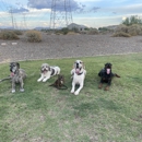 Fit Dog Training - Dog Training